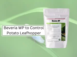 Beveria-WP-product-for-potato-leafhopper-control