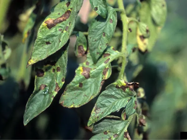 Close-up-view-of-tomato-leaf-with-early-blight-symptoms-characterized-by-small,-dark-brown-spots-surrounded-by-yellow-halos-on-green-background.