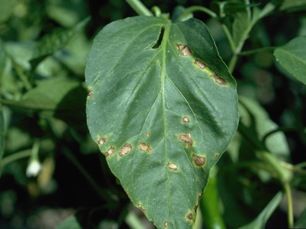Bacterial-leaf-spot-pepper