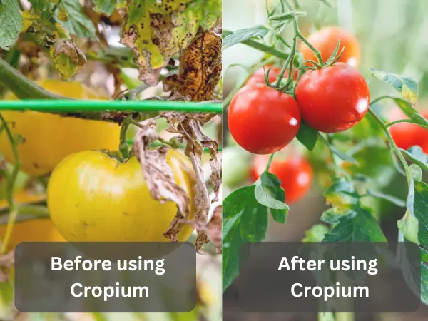 Side-by-side-comparison-of-two-tomato-plants,-left-with-Tomato-Early-Blight-due-to-absence-of-Cropium,-right-healthy-after-using-Cropium,-highlighting-effective-treatment.
