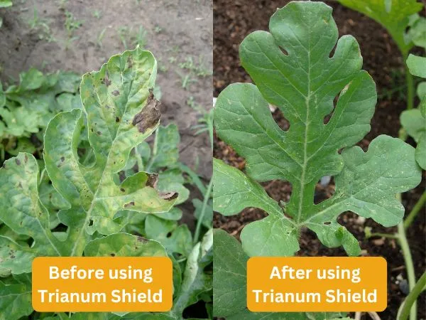 Left Image: Watermelon-leaves-severely-affected-by-powdery-mildew. Right Image: Watermelon-leaves-treated-with-'Trianum-Shield'-showing healthy-foliage. 