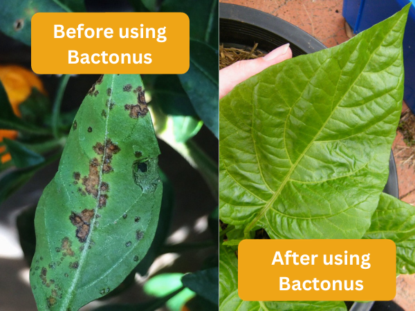 Comparison - Bacterial-Leaf-Spot-Pepper Before and After 'Bactonus