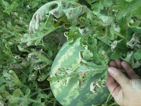 A-close-up-image-of-powdery-mildew-on-watermelon-leaves,-showing-white-powdery spots-and-patches.