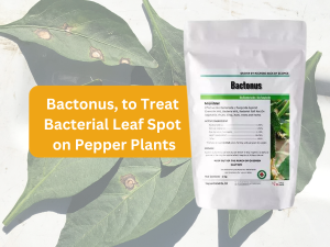 Bactonus - Bacterial-Leaf-Spot-Pepper Treatment