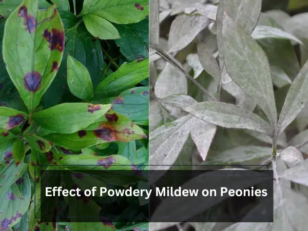Healthy-Peonies-With-Clear-Signs-Of-Powdery-Mildew