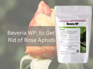 Beveria-WP-Product-Displayed-Beside-Rose-Bush-With-Signs-Of-Aphid-Infestation.