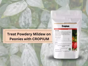  Cropium-Fungicide-Bottle-For-Treating-Powdery-Mildew-On-Peonies
