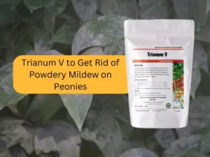 Trianum-V-Product-Against-Powdery-Mildew-On-Peonies.