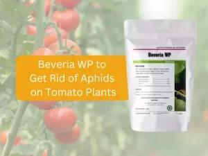 BEVERIA-WP-Product-Against-Aphids-on-Tomatoes