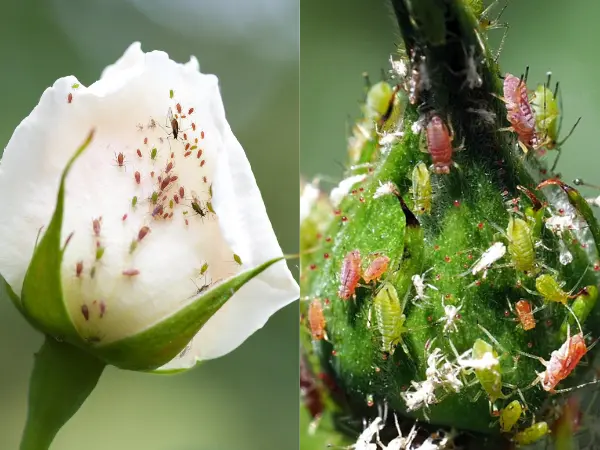 Step-By-Step-Guide-Showing-Methods-To-Eliminate-Aphids-On-Roses-In-A-Garden.