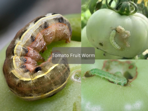 Close-up-of-Tomato-Fruitworm-on-ripe-tomato