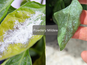Leaves-covered-with-white-powdery-mildew-fungus