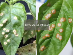 Leaf-with-Cercospora-capsici-spots
