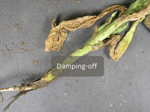 Seedlings-with-Damping-off-disease-showing-wilting-and-stem-rot