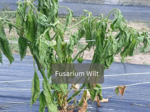 Tomato-plant-with-Fusarium-Wilt-symptoms-showing-yellowing-and-wilting-leaves