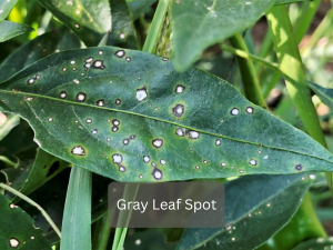 Close-up-of-gray-leaf-spot-disease-on-corn-leaf