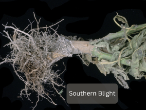 Tomato-plant-affected-by-Southern-Blight-with-white-fungal-growth
