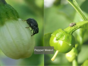 Close-up-of-pepper-weevil-on-green-bell-pepper