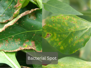 Tomato-leaf-with-bacterial-spot-disease