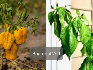 Tomato-plant-with-signs-of-Bacterial-Wilt-disease