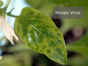 Tomato-plant-leaves-with-mosaic-virus-symptoms