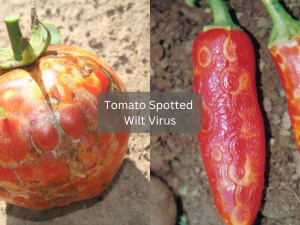 Tomato-leaf-with-spotted-wilt-virus-symptoms