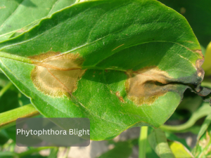 Symptoms-of-Phytophthora-Blight-on-vegetable-crops