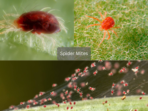 Close-up-of-red-spider-mites-on-underside-of-leaf