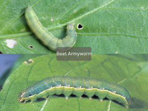 Close-up-of-Beet-Armyworm-on-leaf