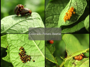 Close-up-of-Colorado-Potato-Beetle-on-potato-leaf