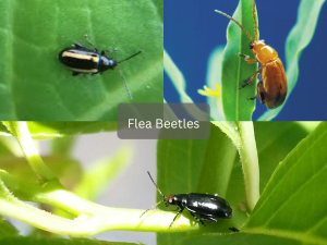 Close-up-of-flea-beetles-on-leaf-surface