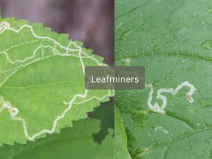 Close-up-of-leaf-showing-intricate-leafminer-trails