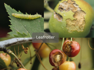 Leafroller-caterpillar-on-a-damaged-leaf