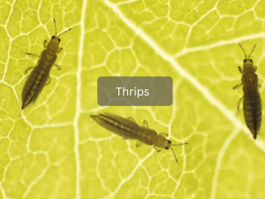 Close-up-view-of-Thrips-on-a-leaf-surface