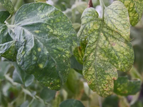 Tomato-plant-leaves-with-signs-of-spider-mite-infestation,-showing-yellowing-and-mottled-patterns.
