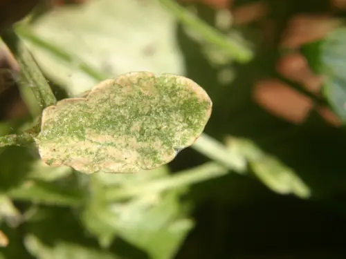 Close-up-of-a-tomato-plant-leaf-heavily-infested-with-spider-mites,-featuring-a-fine-webbing-and-yellow-speckling.