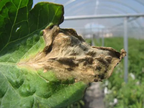 Tomato-leaf-with-gray-mold-infection,-exhibiting-brown-and-black-lesions-and-wilting,-in-a-greenhouse-setting.