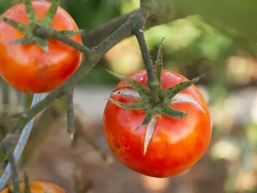 Ripe-Tomato-On-Vine-With-Possible-Gray-Mold-Signs,-Showing-Small-Blemishes-On-Red-Skin.