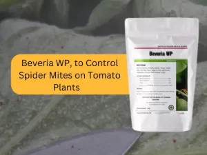 Package-of-Beviera-WP-biological-control-agent-labeled-for-controlling-spider-mites-on-tomato-plants.