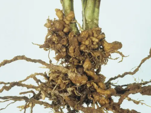 Plant-stems-with-root-systems-heavily-infested-by-root-knot-nematodes,-displaying-distinct-galls-and-swelling-characteristic-of-nematode-damage.