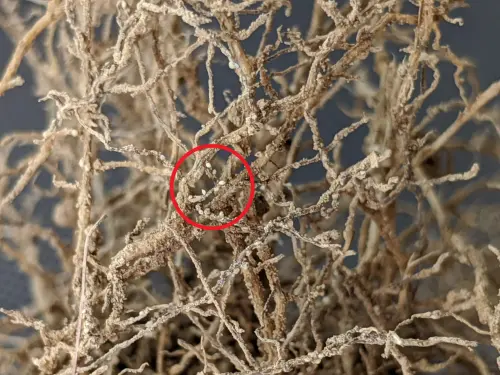 Soybean-cyst-nematode-infestation-on-plant-roots.