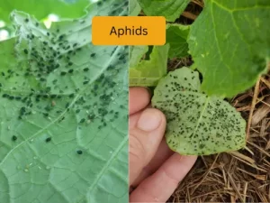 cucumber plant infected with cucumber aphids
