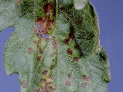 tomato-leaf-with-bacterial-leaf-spot-blotches