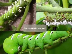 Tomato-Hornworm-On-Leaf-With-Chewed-Edges