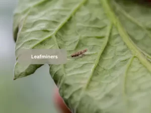 Close-Up-Of-Leafminer-Damage-On-Tomato-Plant-Leaves 