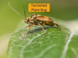 cucumber plant infected with tarnished plant bug