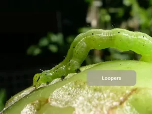 Tomato-Loopers-On-Leaves-As-Pests