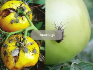 Stinkbug-On-Tomato-Leaf-Common-Tomato-Pest