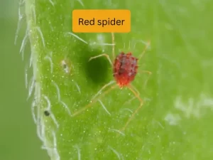 cucumber plant infected with tarnished red spider