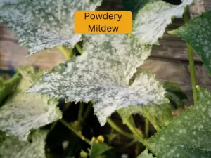 cucumber plant infected with tarnished powdery mildew